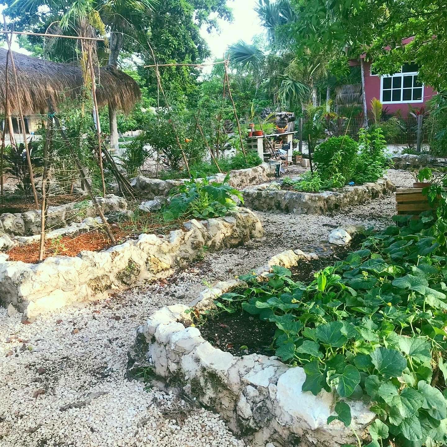 Planted raised vegetable beds under a palapa frame, Rancho Verde Tulum, Tulum, Mexico
