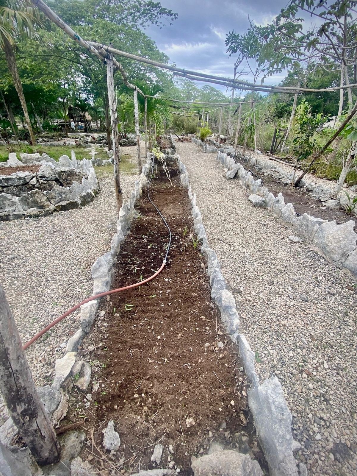 Garden raised beds with drip irrigation, Rancho Verde Tulum, Tulum, Mexico