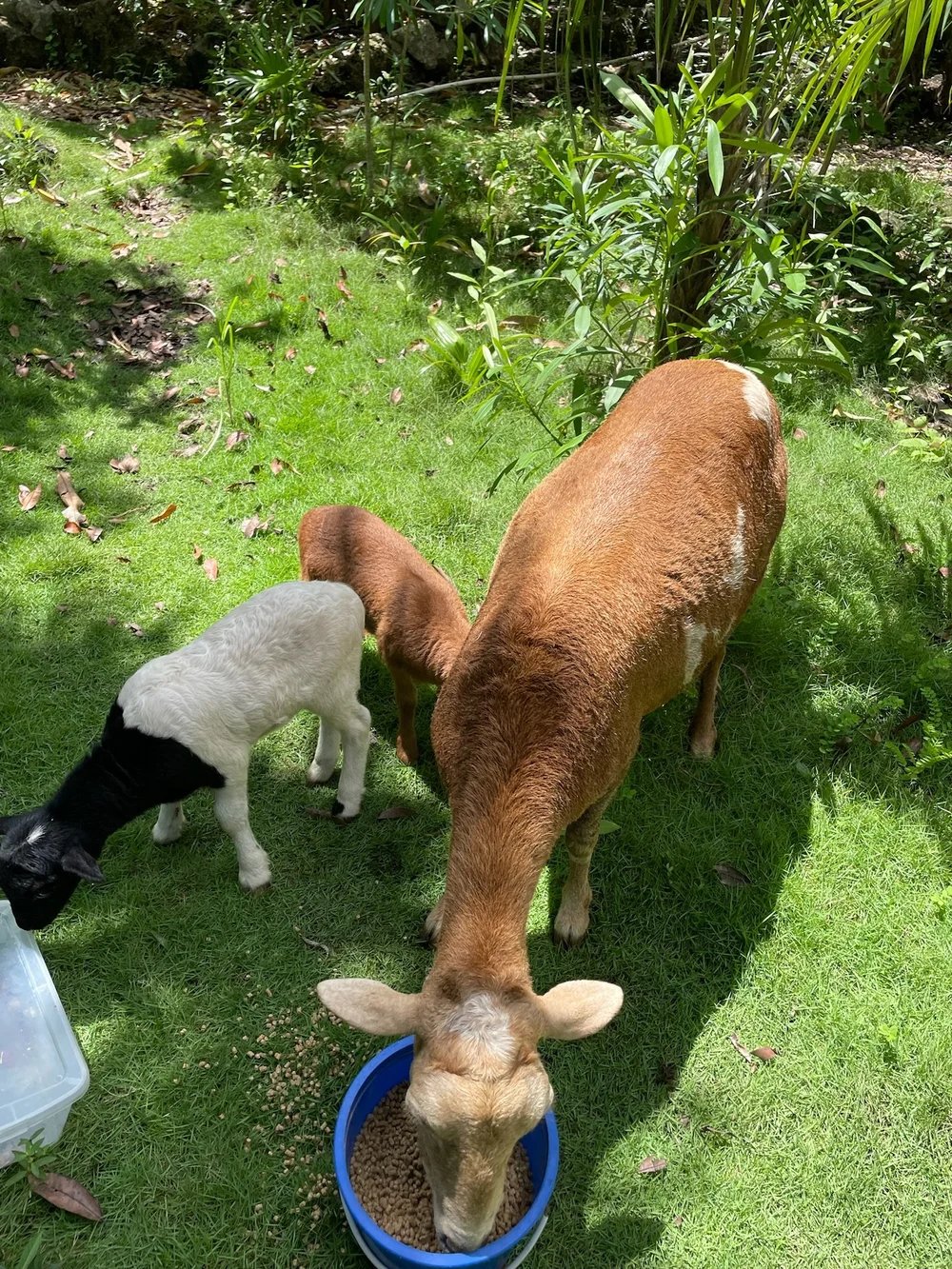 Rancho Verde Tulum, zero-waste eco sanctuary Airbnb Superhost and Guest Favorite
