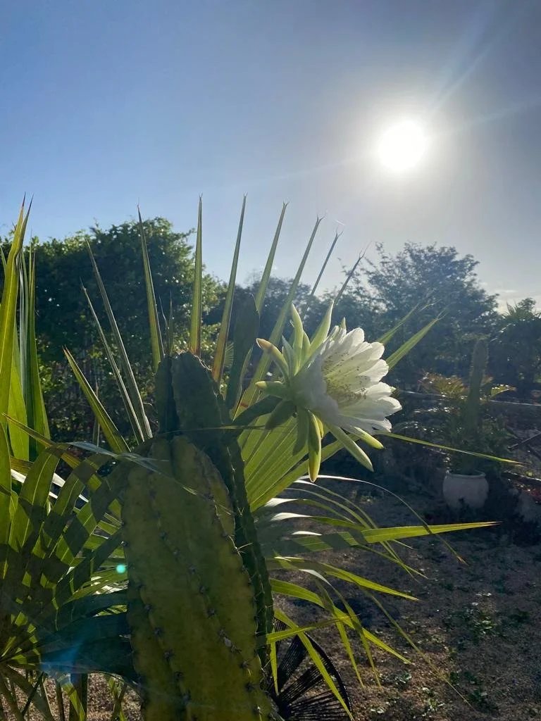 Rancho Verde Tulum, zero-waste eco sanctuary Airbnb Superhost and Guest Favorite