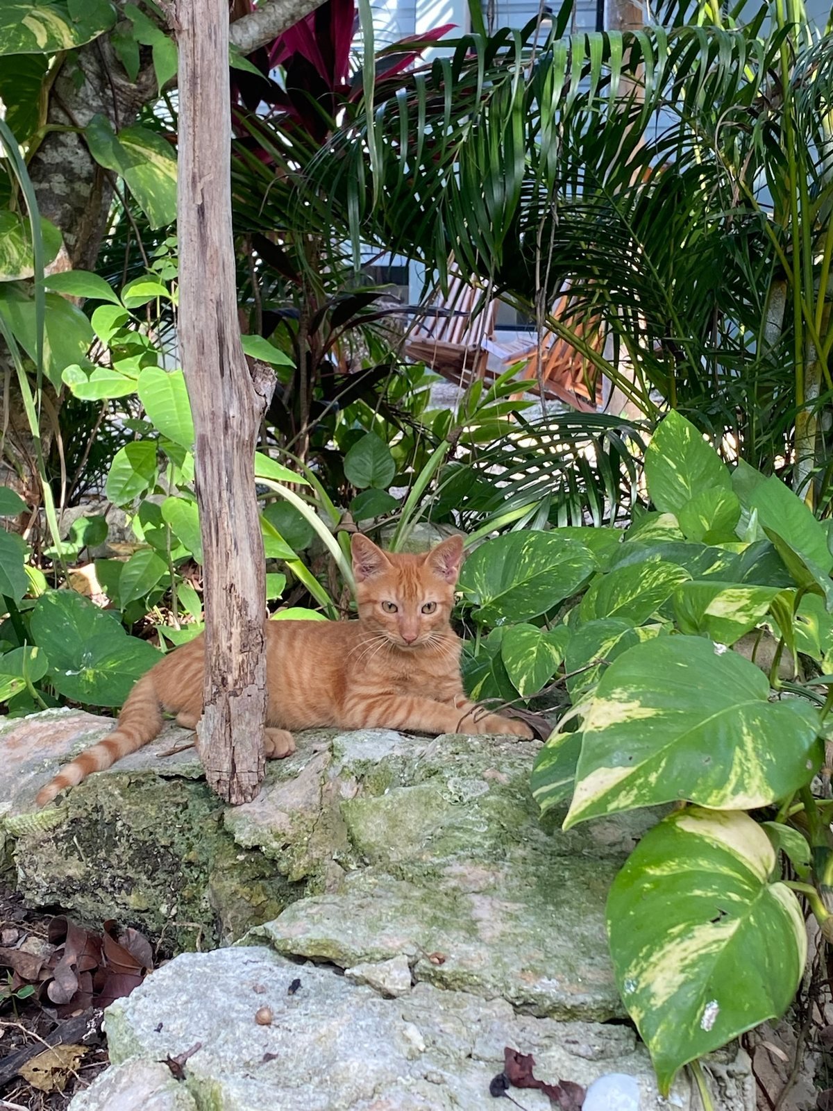 Ginger kitten resting in the garden, The Garden House, Airbnb at Rancho Verde Tulum