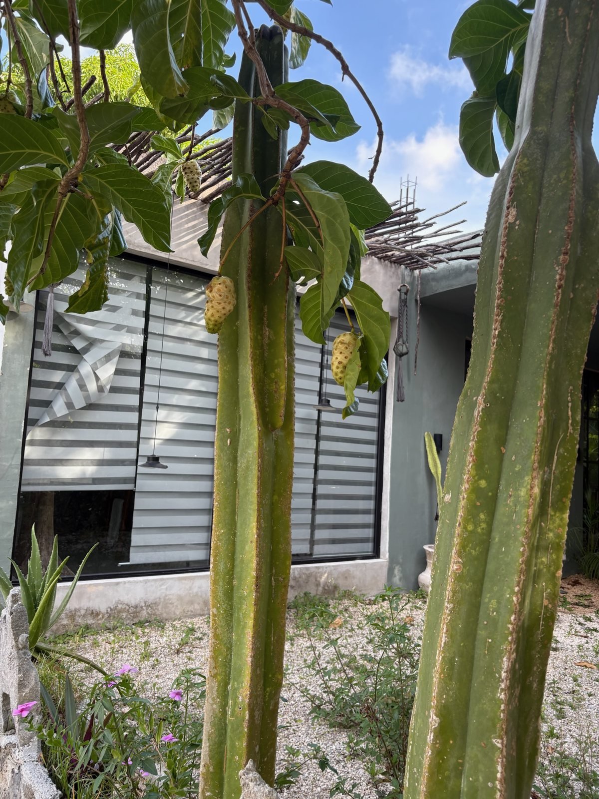 Kitchen with concrete counters and jungle-view windows, The Garden House, Airbnb at Rancho Verde Tulum