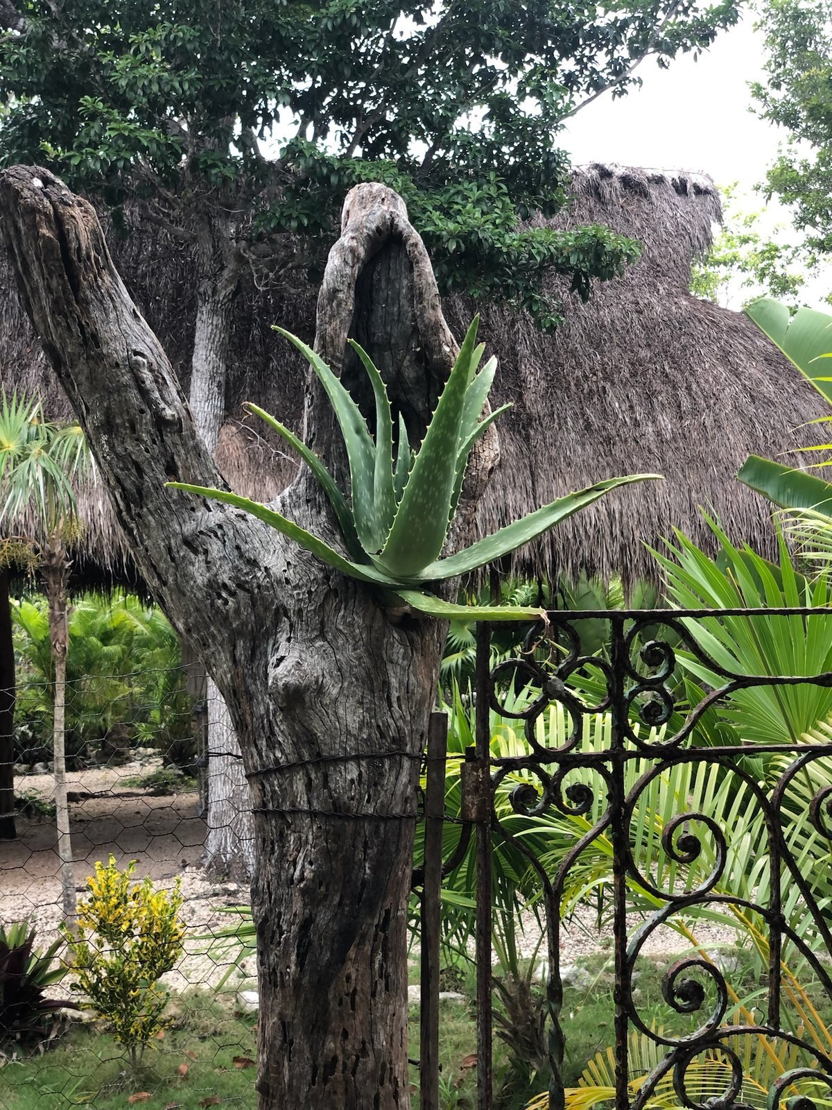 Aloe growing from an old tree trunk beside a wrought-iron gate, Rancho Verde Tulum