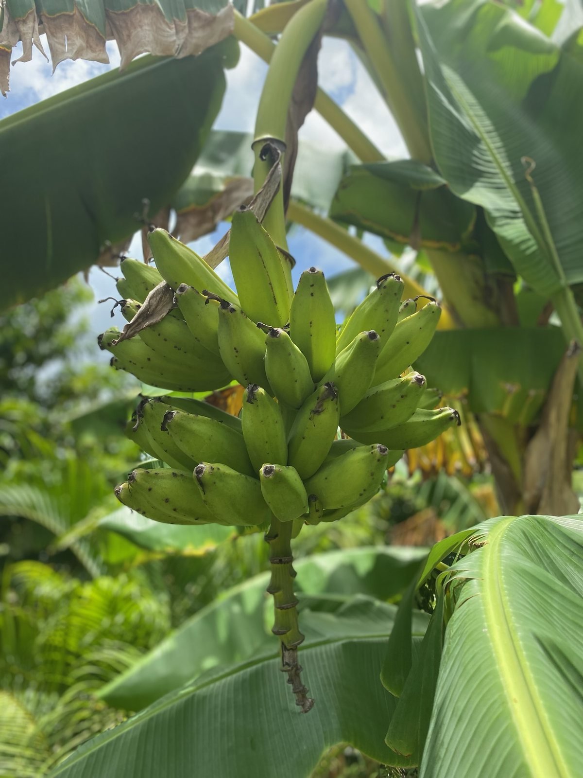 Bunch of bananas growing in the garden, Rancho Verde Tulum