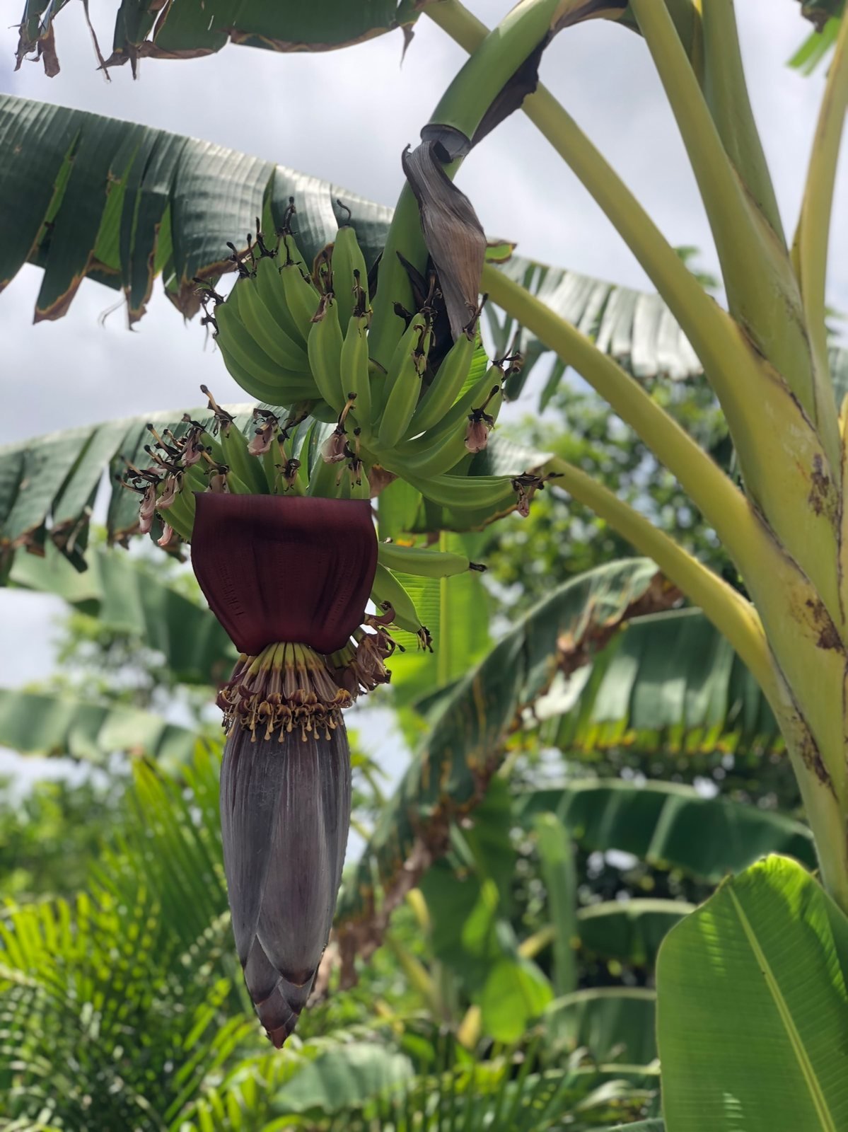 Banana flower and young fruit on the tree, Rancho Verde Tulum