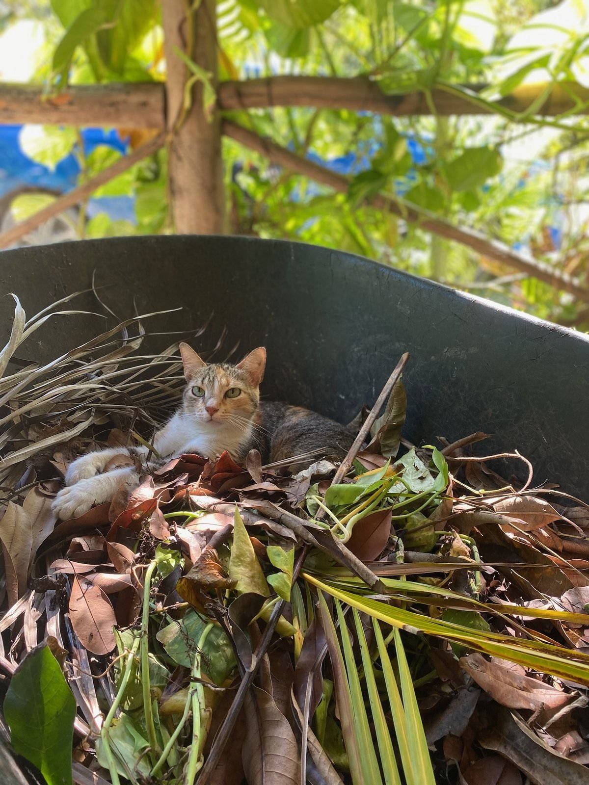 Cat resting in a wheelbarrow of garden leaves, Rancho Verde Tulum