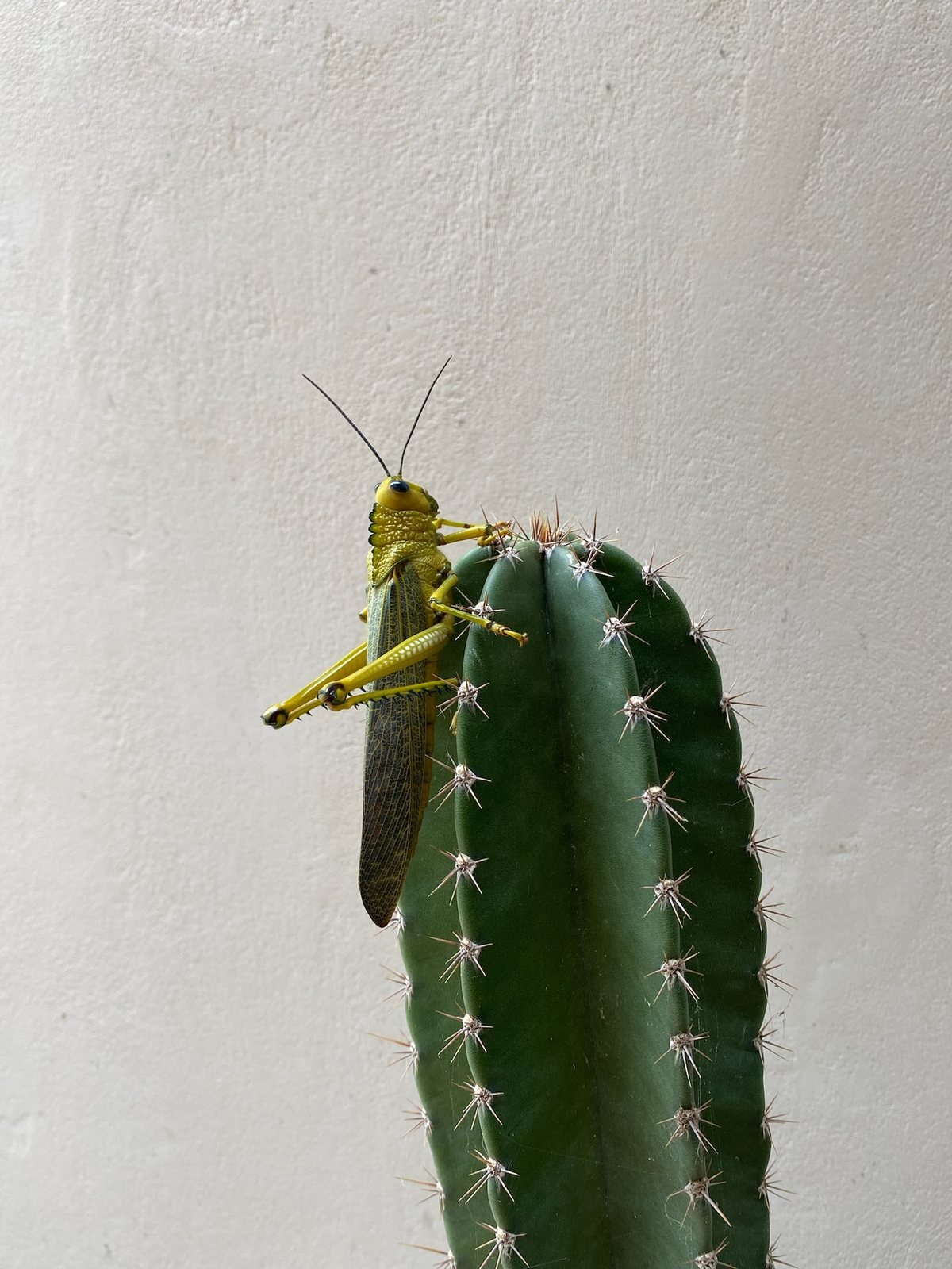 Yellow grasshopper on a cactus, Rancho Verde Tulum