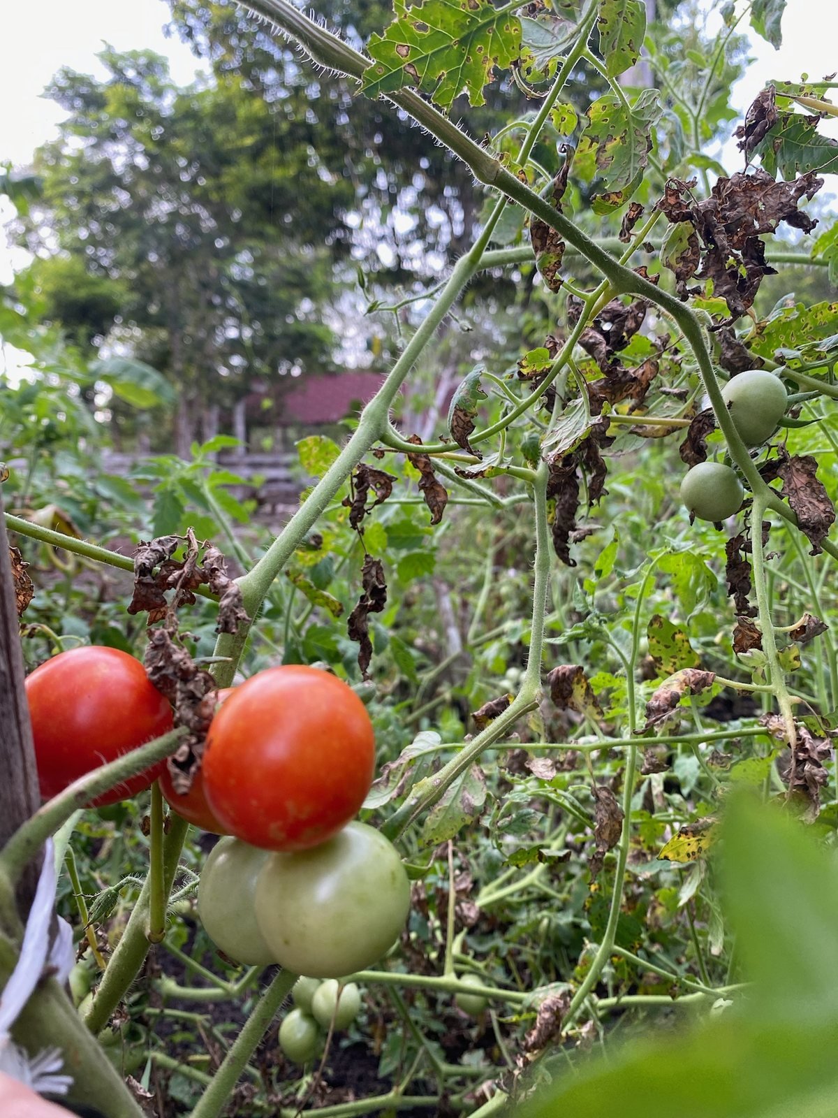 Homegrown tomatoes ripening in the vegetable garden, Rancho Verde Tulum
