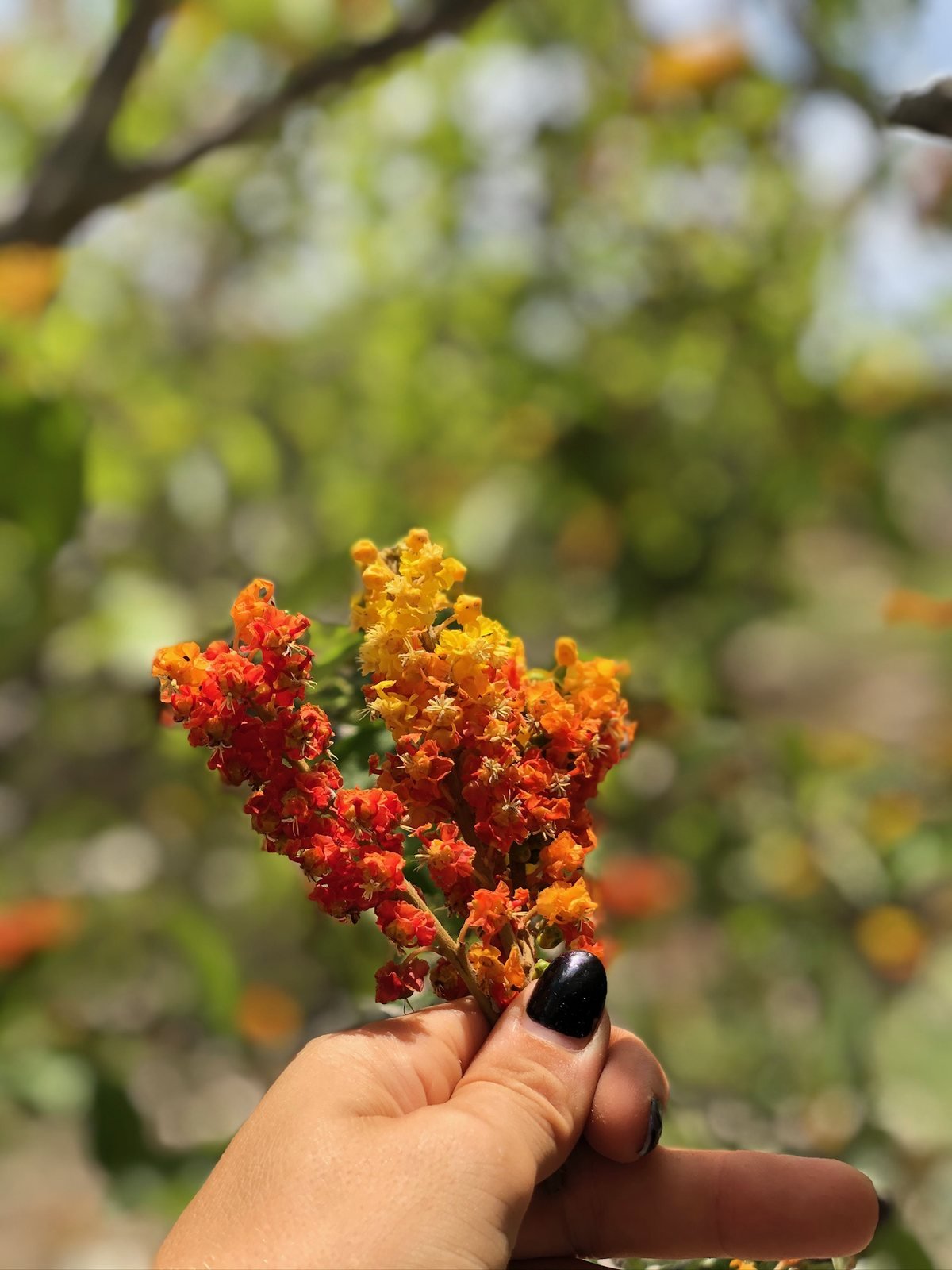 Orange and yellow tropical blossoms picked in the garden, Rancho Verde Tulum