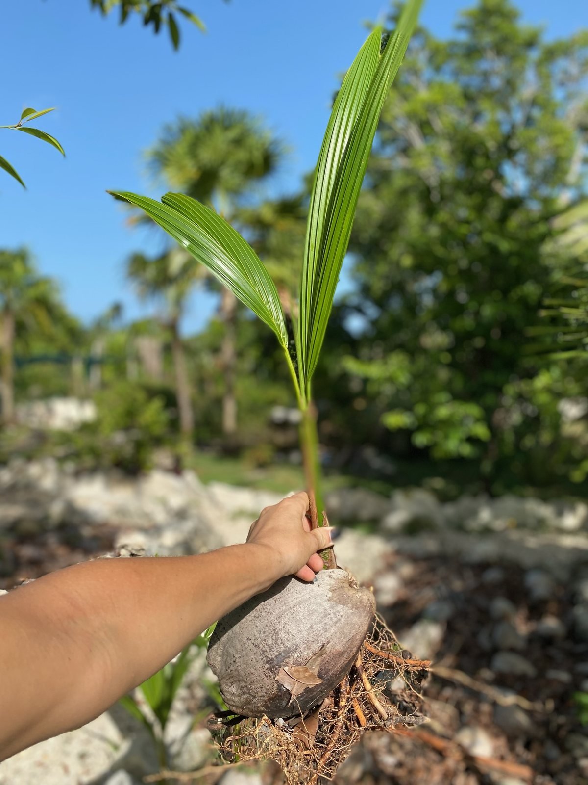 Sprouting coconut palm seedling ready for planting, Rancho Verde Tulum