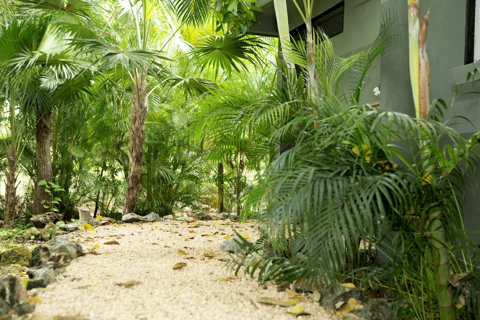 Gravel path through the palms, The Studio w. Bathroom, Airbnb at Rancho Verde Tulum
