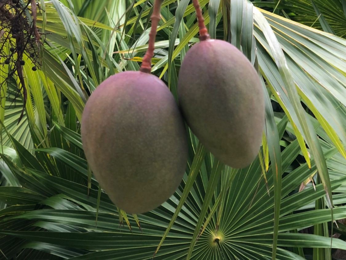 Ripe mangoes hanging in the jungle garden at Rancho Verde Tulum retreat sanctuary, Tulum Mexico