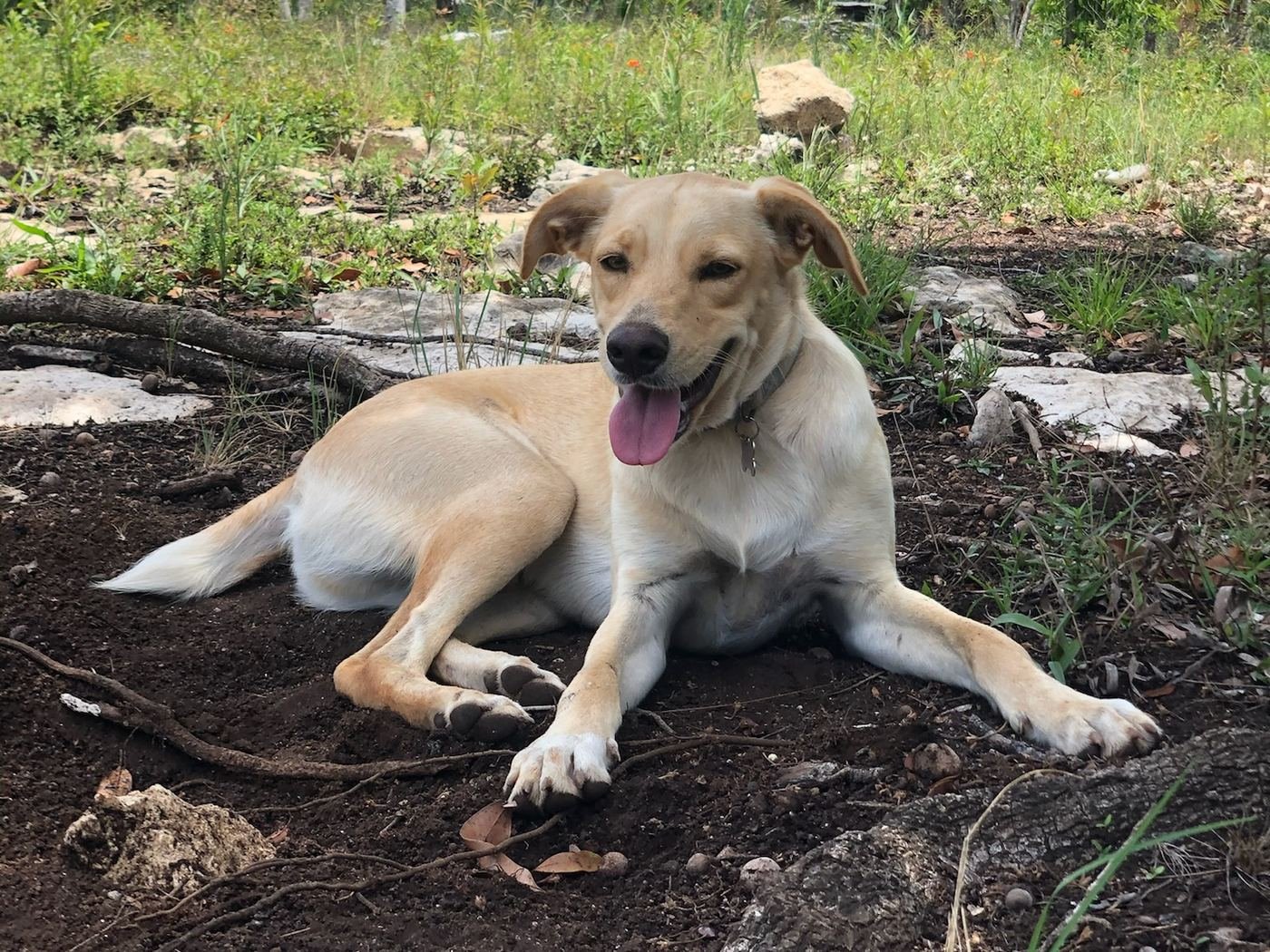 Smiling ranch dog resting in the jungle garden at Rancho Verde Tulum retreat sanctuary, Tulum Mexico