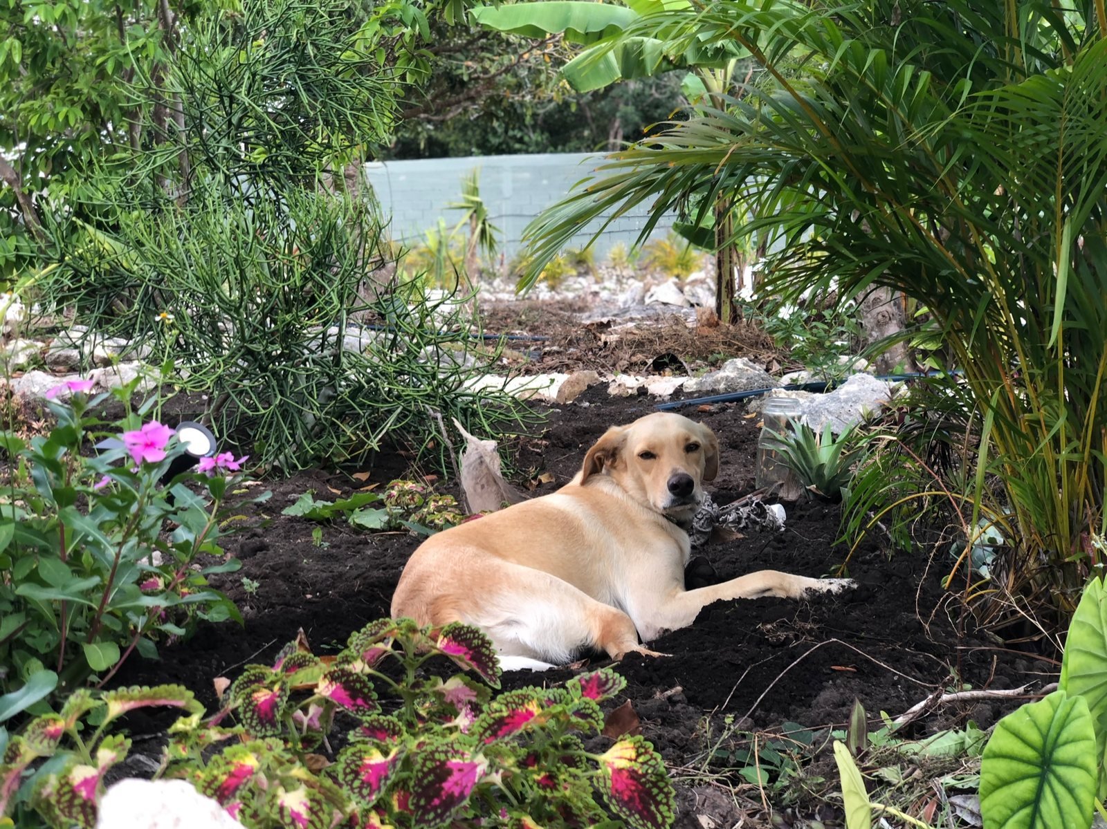 Rescue dog resting in a freshly planted garden bed, Rancho Verde Tulum retreat sanctuary, Tulum Mexico