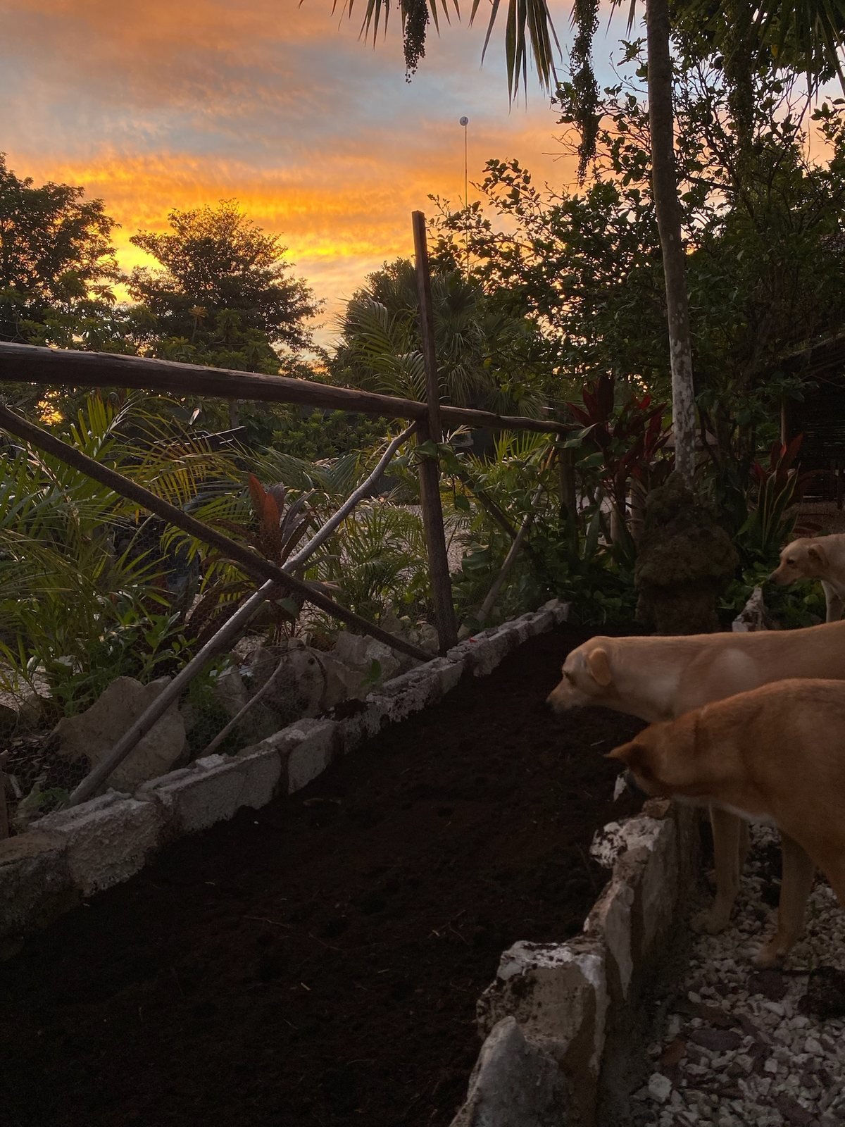 Sunset over the garden with the rescue dogs, Rancho Verde Tulum retreat sanctuary, Tulum Mexico