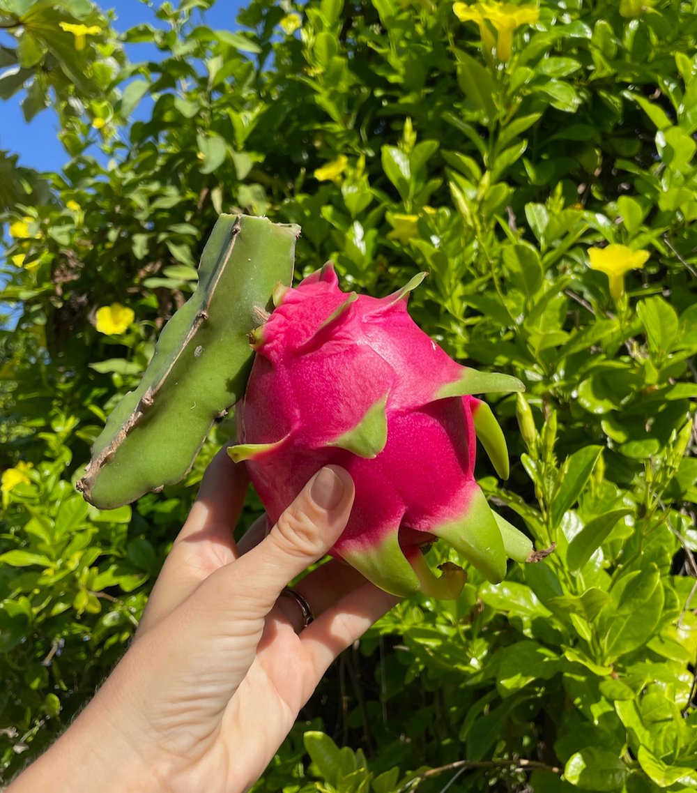 Rancho Verde Tulum, zero-waste eco sanctuary Airbnb Superhost and Guest Favorite